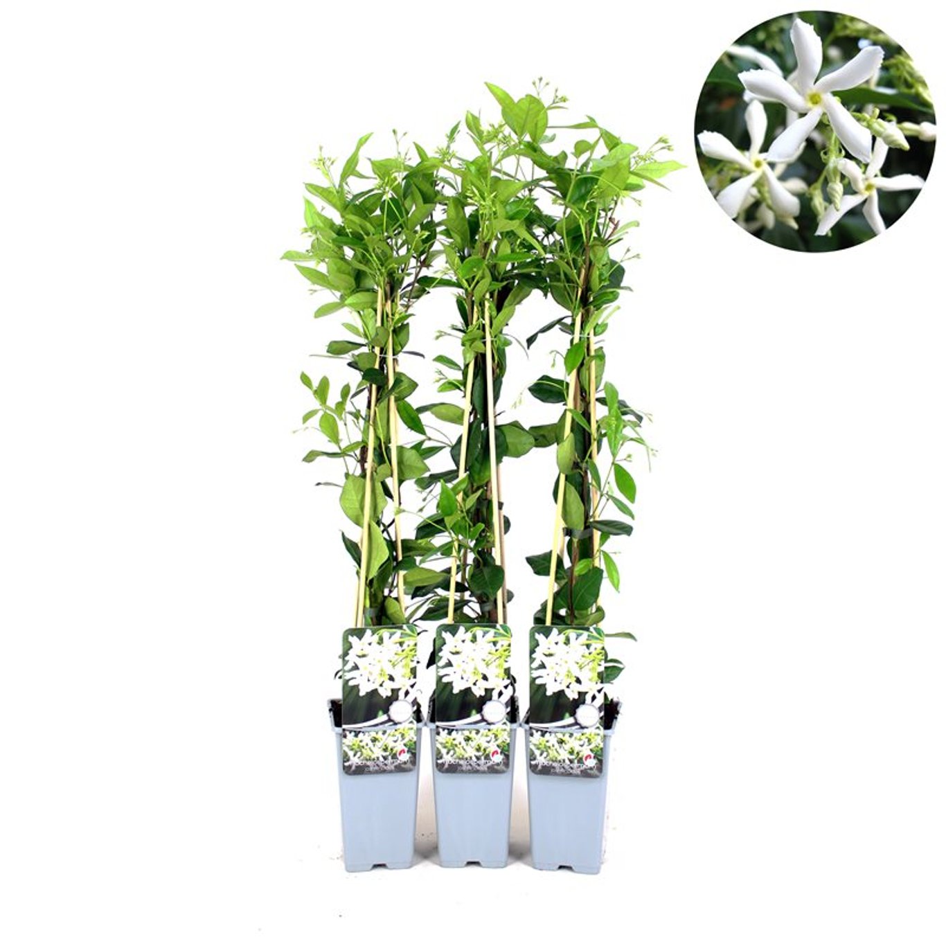 Trachelospermum jasminoides - C2 70/+ CM